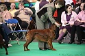 Crufts2011 077